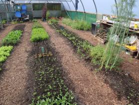 The interior of a large polytunnel with several rows of vegetables and herbs at various stages of growth, including lettuce and seedlings, with woodchip paths between the beds and gardening equipment stored to the side.
